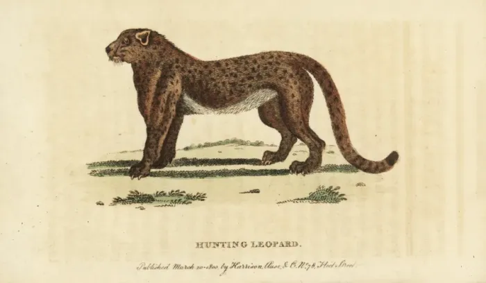 Framed Print : Cheetah or hunting leopard, Acinonyx jubatus Framed Print : Cheetah or hunting leopard, Acinonyx jubatus