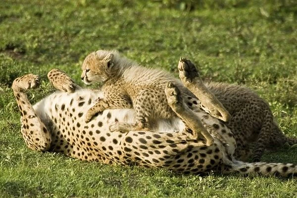Cheetah - Mother playing with her cub