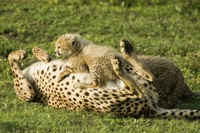 Framed Print : Cheetah - Mother playing with her cub Framed Print : Cheetah - Mother playing with her cub