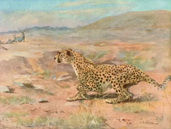 Framed Print : Cheetah in the Wild Framed Print : Cheetah in the Wild