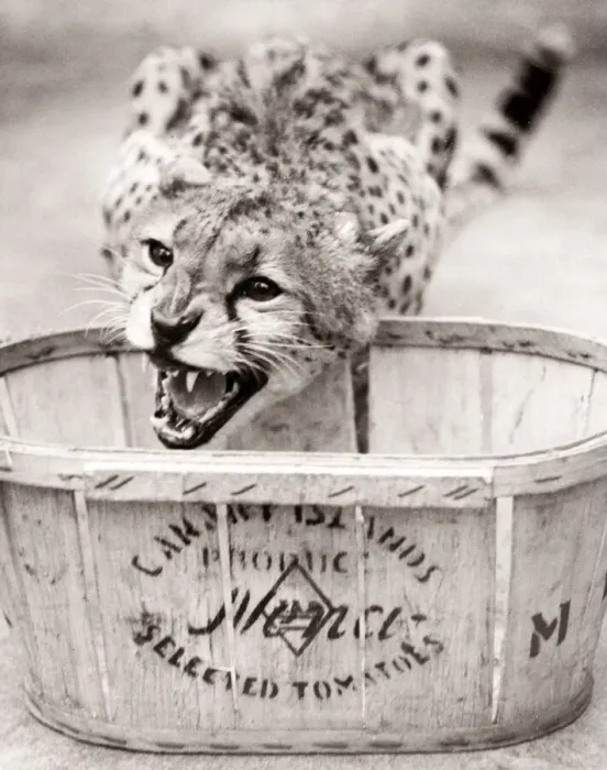 Framed Print : Cheetah in a zoo, eating, England, 1930s Framed Print : Cheetah in a zoo, eating, England, 1930s
