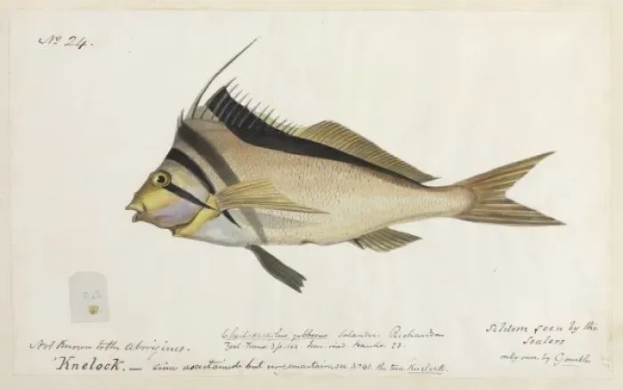 Framed Print : Cheilodactylus gibbosus, crested morwong Framed Print : Cheilodactylus gibbosus, crested morwong