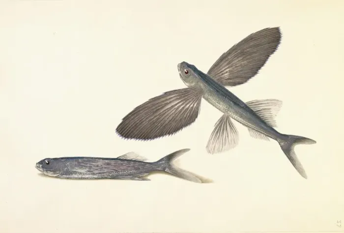 Framed Print : Cheilopogon sp. flyingfish Framed Print : Cheilopogon sp. flyingfish