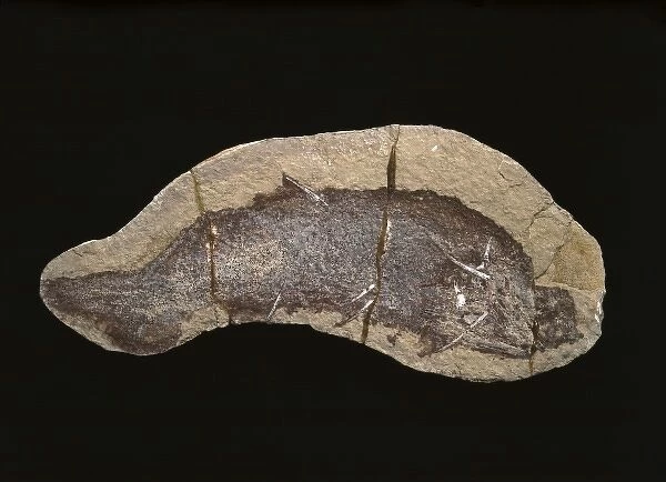 Cheiracanthus murchisoni, fossil fish