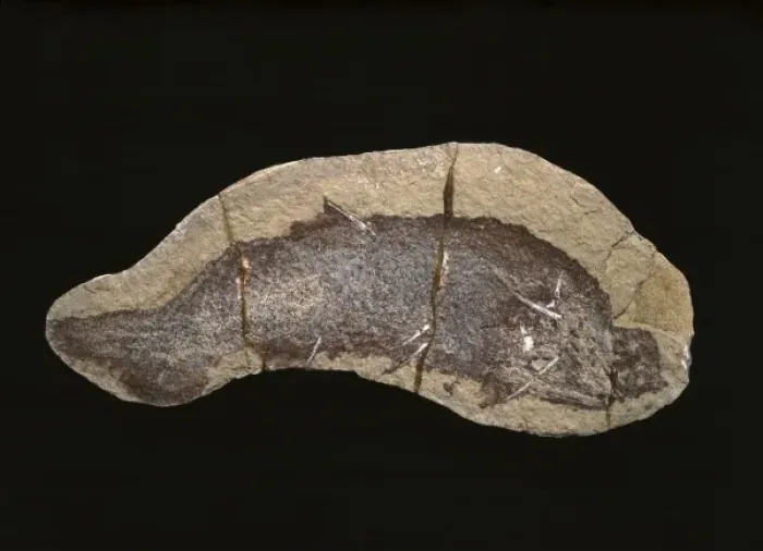 Framed Print : Cheiracanthus murchisoni, fossil fish Framed Print : Cheiracanthus murchisoni, fossil fish
