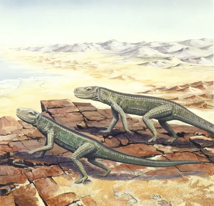 Framed Print : Cheirotherium