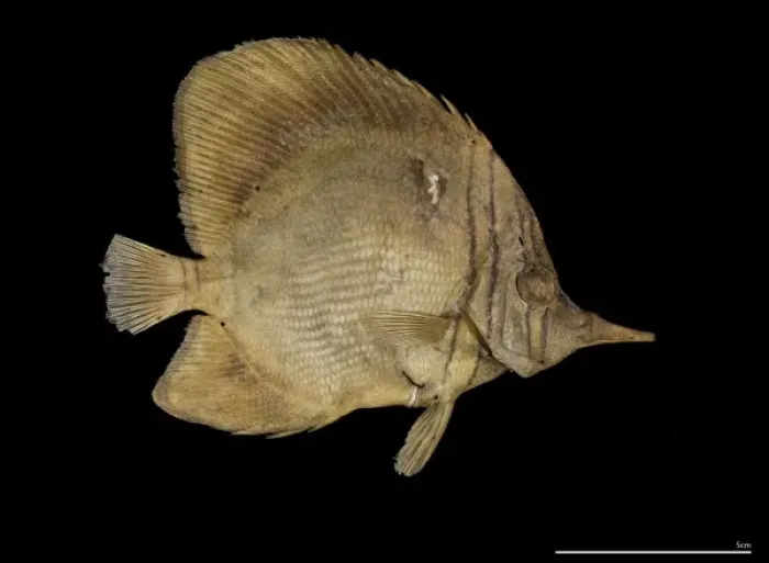 Framed Print : Chelmon marginalis, margined coralfish Framed Print : Chelmon marginalis, margined coralfish