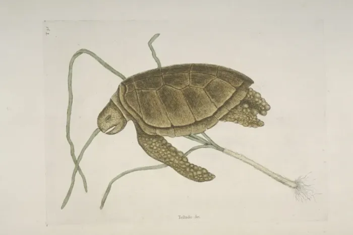 Framed Print : Chelonia mydas, green turtle Framed Print : Chelonia mydas, green turtle