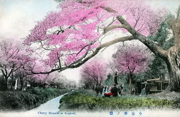 Framed Print : Cherry Blossom at Koganei Park, Tokyo, Japan Framed Print : Cherry Blossom at Koganei Park, Tokyo, Japan