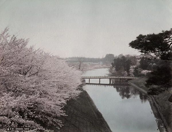 Cherry blossom & moat in Akasaka area of Tokyo, Japan