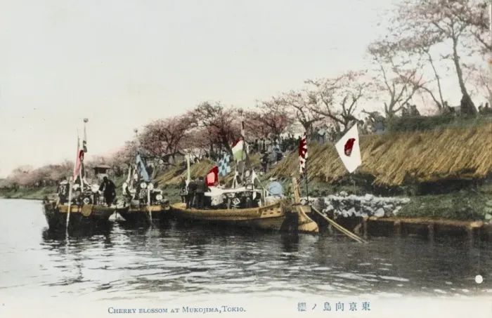 Framed Print : Cherry Blossom - Mukojima, Tokyo, Japan Framed Print : Cherry Blossom - Mukojima, Tokyo, Japan