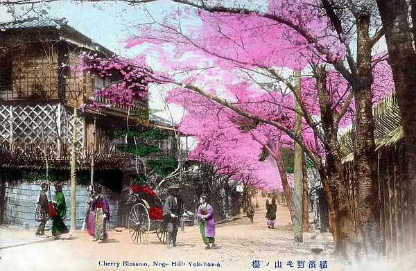 Cherry Blossom, Noge Hill, Nogeyama Park, Yokohama
