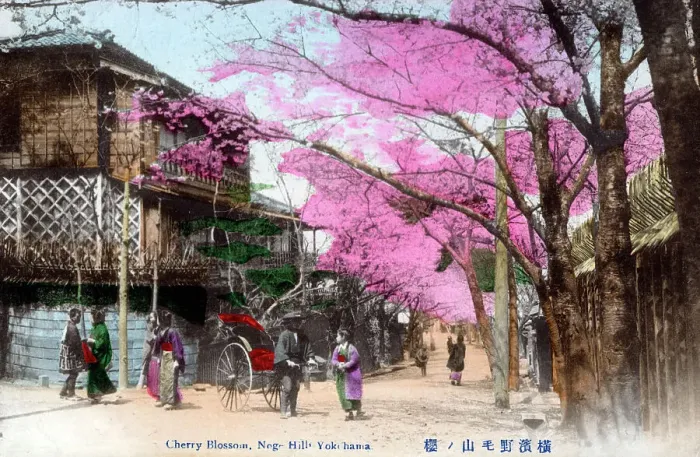 Framed Print : Cherry Blossom, Noge Hill, Nogeyama Park, Yokohama Framed Print : Cherry Blossom, Noge Hill, Nogeyama Park, Yokohama