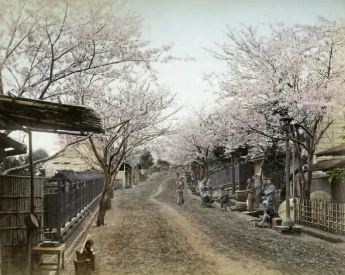 Framed Print : Cherry blossom, Noge Hill, Yokohama Framed Print : Cherry blossom, Noge Hill, Yokohama