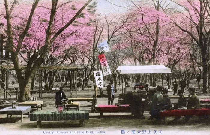 Framed Print : Cherry Blossom and refreshments in Ueno Park, Tokyo, Japan Framed Print : Cherry Blossom and refreshments in Ueno Park, Tokyo, Japan
