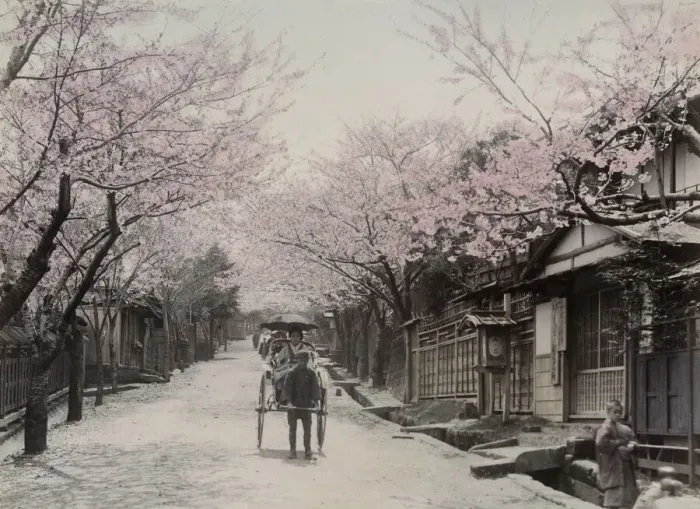 Framed Print : Cherry blossom, rickshaw, Nogeyama, Yokohama, Japan Framed Print : Cherry blossom, rickshaw, Nogeyama, Yokohama, Japan