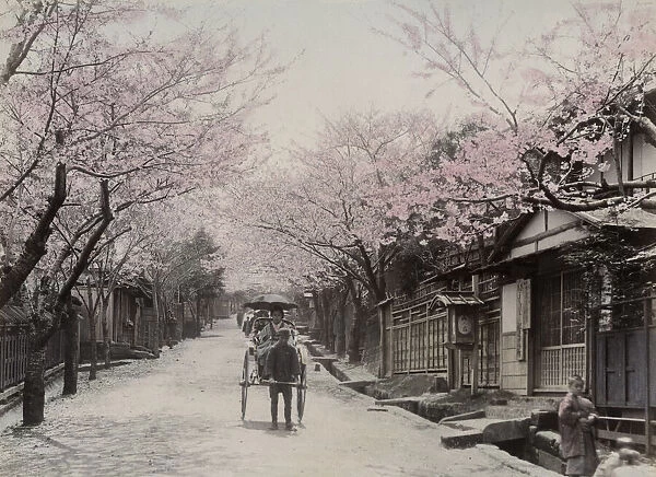 Cherry blossom, rickshaw, Nogeyama, Yokohama, Japan