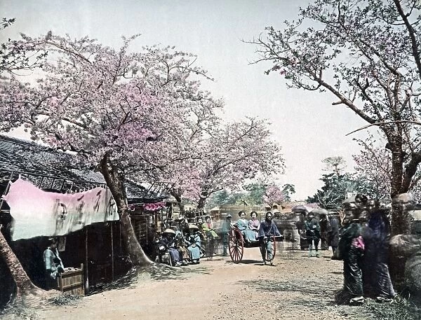 Cherry blossom and rickshaws, Japan, circa 1890
