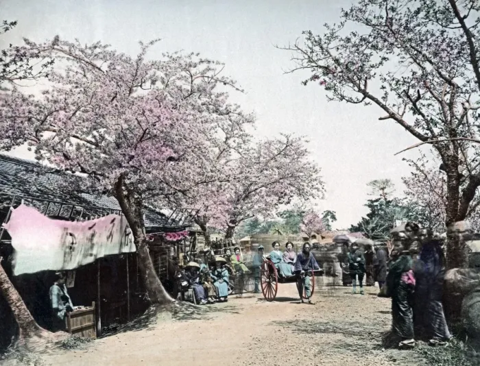 Framed Print : Cherry blossom and rickshaws, Japan, circa 1890 Framed Print : Cherry blossom and rickshaws, Japan, circa 1890