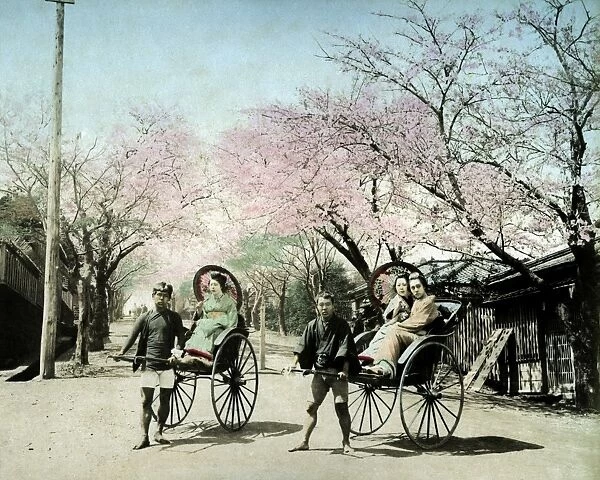 Cherry blossom and rickshaws, Yokohama, Japan