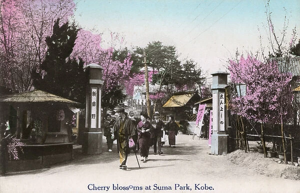Cherry Blossom at Suma Rikyu Park, Kobe, Japan