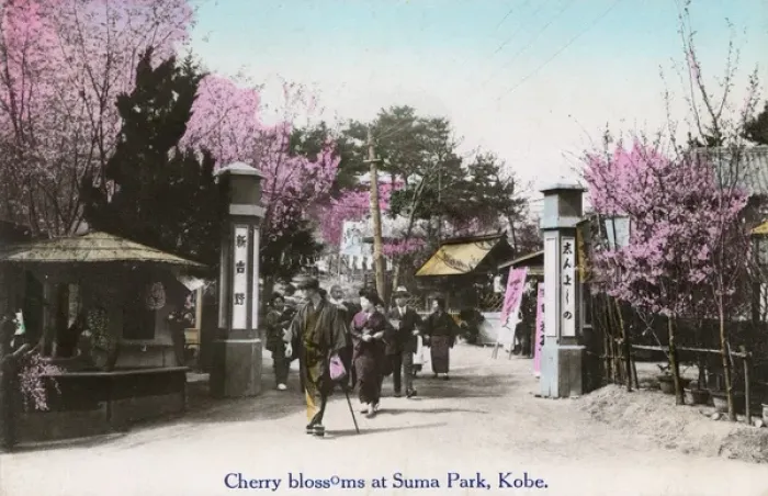 Framed Print : Cherry Blossom at Suma Rikyu Park, Kobe, Japan Framed Print : Cherry Blossom at Suma Rikyu Park, Kobe, Japan