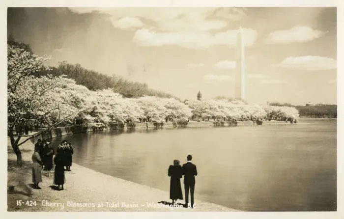 Framed Print : Cherry Blossom at the Tidal Basin, Washington DC, USA Framed Print : Cherry Blossom at the Tidal Basin, Washington DC, USA