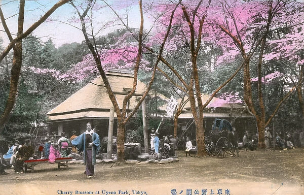 Cherry Blossom in Ueno Park, Tokyo, Japan