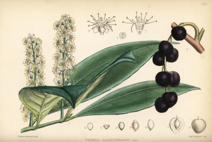 Framed Print : Cherry laurel or cherry bay, Prunus laurocerasus Framed Print : Cherry laurel or cherry bay, Prunus laurocerasus