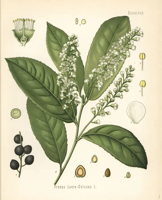 Framed Print : Cherry laurel or common laurel, Prunus laurocerasus Framed Print : Cherry laurel or common laurel, Prunus laurocerasus