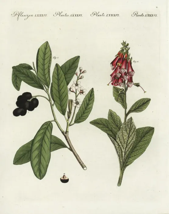 Framed Print : Cherry laurel and foxglove Framed Print : Cherry laurel and foxglove