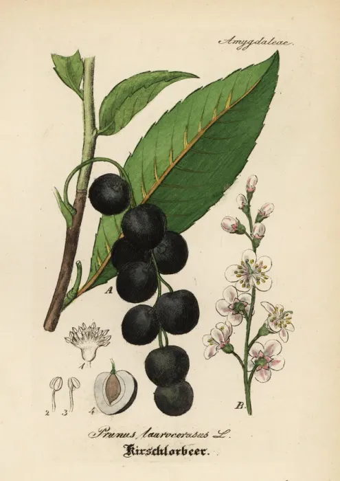 Framed Print : Cherry laurel, Prunus laurocerasus Framed Print : Cherry laurel, Prunus laurocerasus