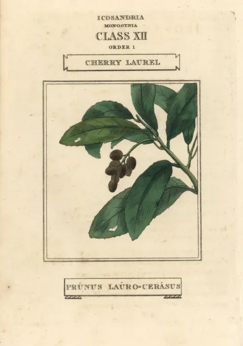 Framed Print : Cherry laurel, Prunus laurocerasus Framed Print : Cherry laurel, Prunus laurocerasus