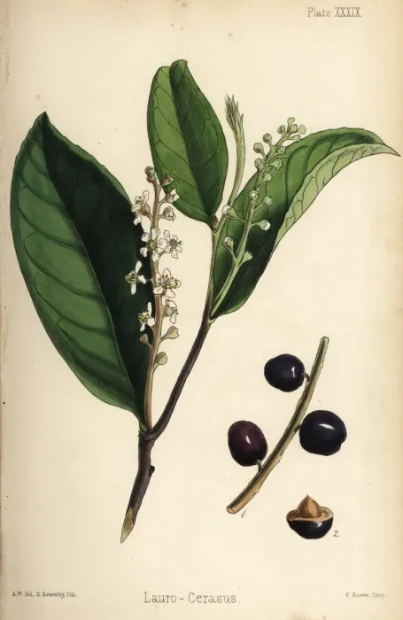 Framed Print : Cherry laurel, Prunus laurocerasus Framed Print : Cherry laurel, Prunus laurocerasus