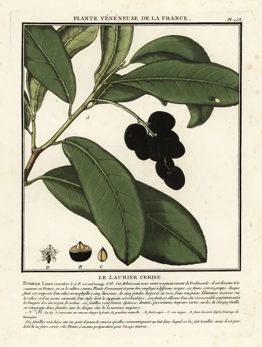 Framed Print : Cherry laurel, Prunus laurocerasus Framed Print : Cherry laurel, Prunus laurocerasus