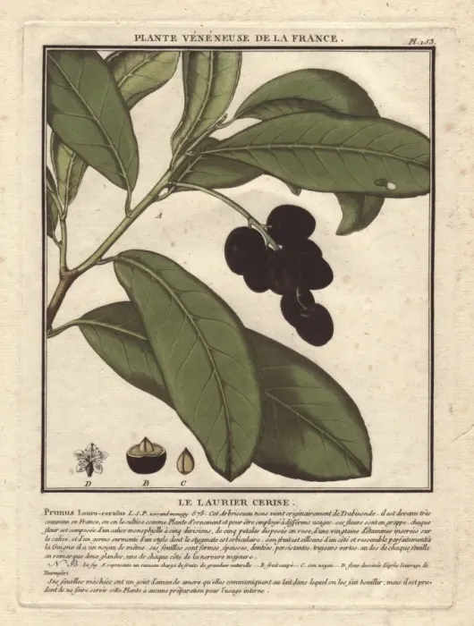Framed Print : Cherry laurel tree, Prunus laurocerasus, with Framed Print : Cherry laurel tree, Prunus laurocerasus, with