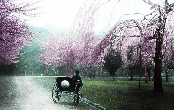 Framed Print : Cherry trees at Ueno, Tokyo, Japan, hand coloured photo Framed Print : Cherry trees at Ueno, Tokyo, Japan, hand coloured photo