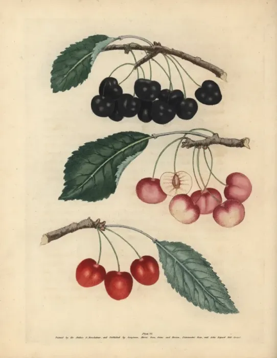 Framed Print : Cherry varieties, Prunus avium Framed Print : Cherry varieties, Prunus avium