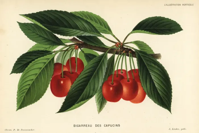 Framed Print : Cherry variety, Bigarreau des Capucins, Prunus avium Framed Print : Cherry variety, Bigarreau des Capucins, Prunus avium