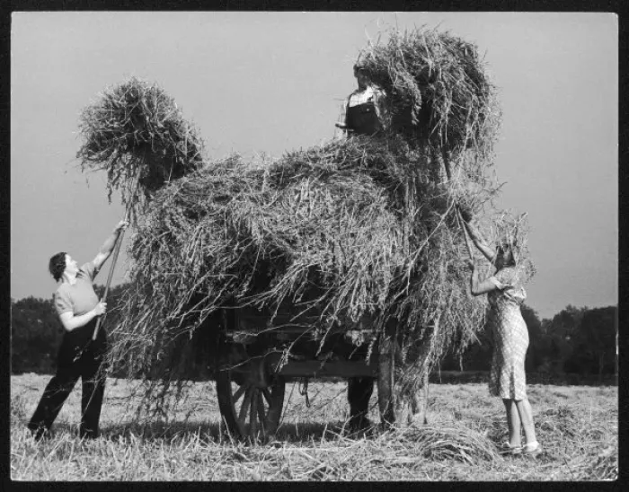 Framed Print : Cheshire Oat Harvest Framed Print : Cheshire Oat Harvest