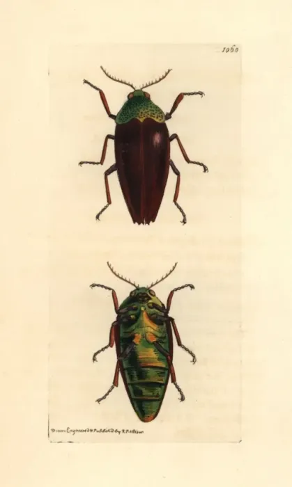 Framed Print : Chesnut shelled Indian buprestis, Buprestis chrysis Framed Print : Chesnut shelled Indian buprestis, Buprestis chrysis