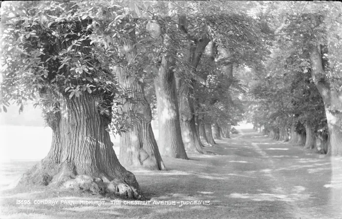 Framed Print : The Chestnut Avenue at Cowdray Park Framed Print : The Chestnut Avenue at Cowdray Park