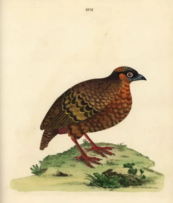Framed Print : Chestnut-bellied partridge, Arborophila javanica Framed Print : Chestnut-bellied partridge, Arborophila javanica