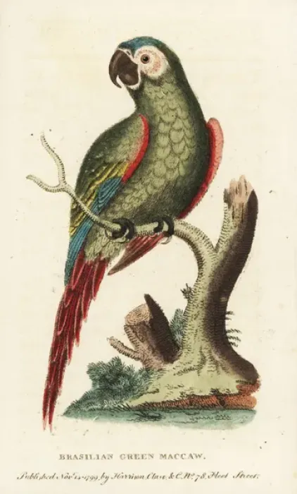 Framed Print : Chestnut-fronted macaw, Ara severus Framed Print : Chestnut-fronted macaw, Ara severus