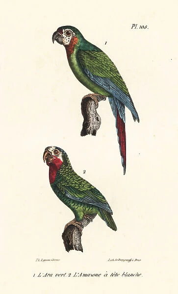 Chestnut-fronted macaw and Cuban amazon