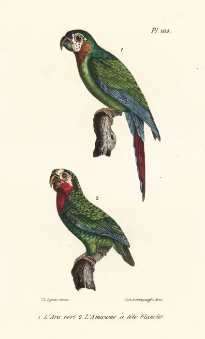 Framed Print : Chestnut-fronted macaw and Cuban amazon Framed Print : Chestnut-fronted macaw and Cuban amazon
