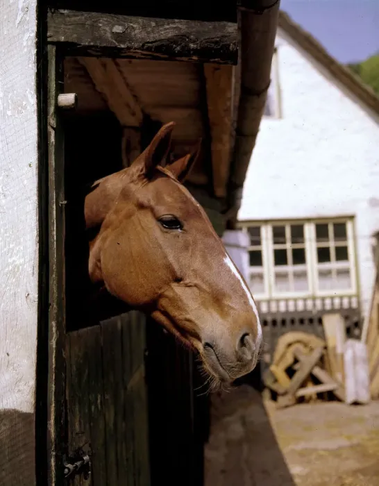 Framed Print : Chestnut horse with white stripe looking over a stable door Framed Print : Chestnut horse with white stripe looking over a stable door