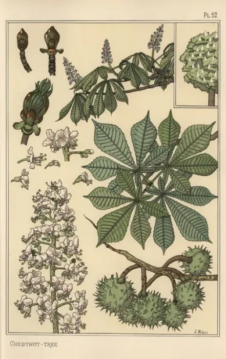 Framed Print : Chestnut tree botanical study Framed Print : Chestnut tree botanical study