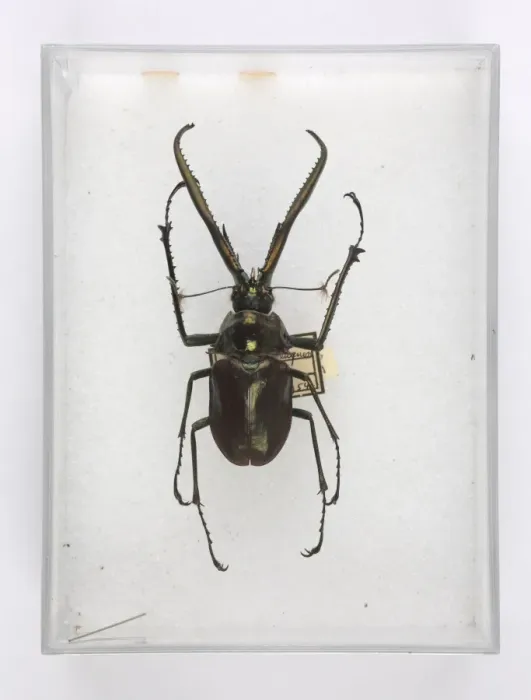 Framed Print : Chiasognathus grantii Stephens, stag beetle Framed Print : Chiasognathus grantii Stephens, stag beetle