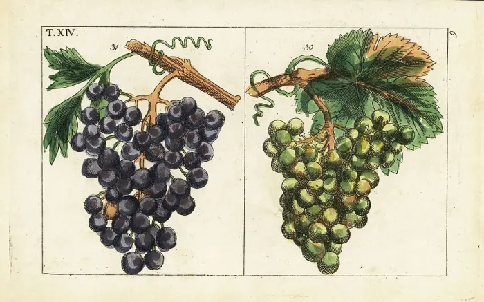 Framed Print : Chiavenna grapes, Pinot noir grapes, Vitis vinifera Framed Print : Chiavenna grapes, Pinot noir grapes, Vitis vinifera
